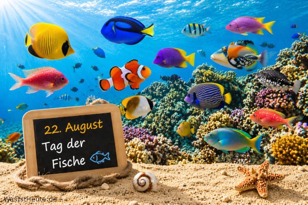 Tag der Fische ist am 22. August: Aufmerksamkeit für Gewässer und Arten